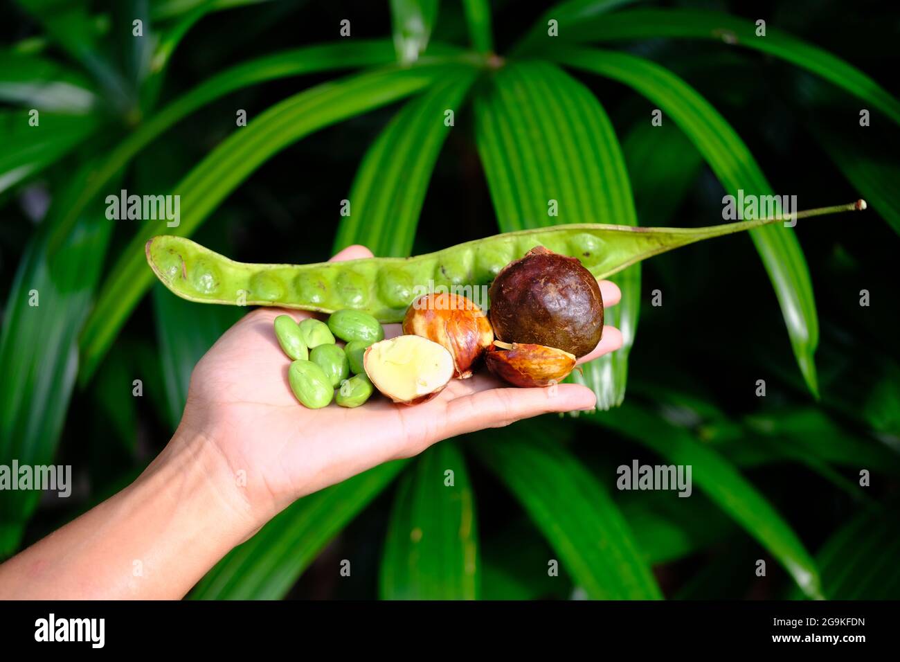 Indonesia Batam - Parkia speciosa - bitter bean - stink bean Stock Photo