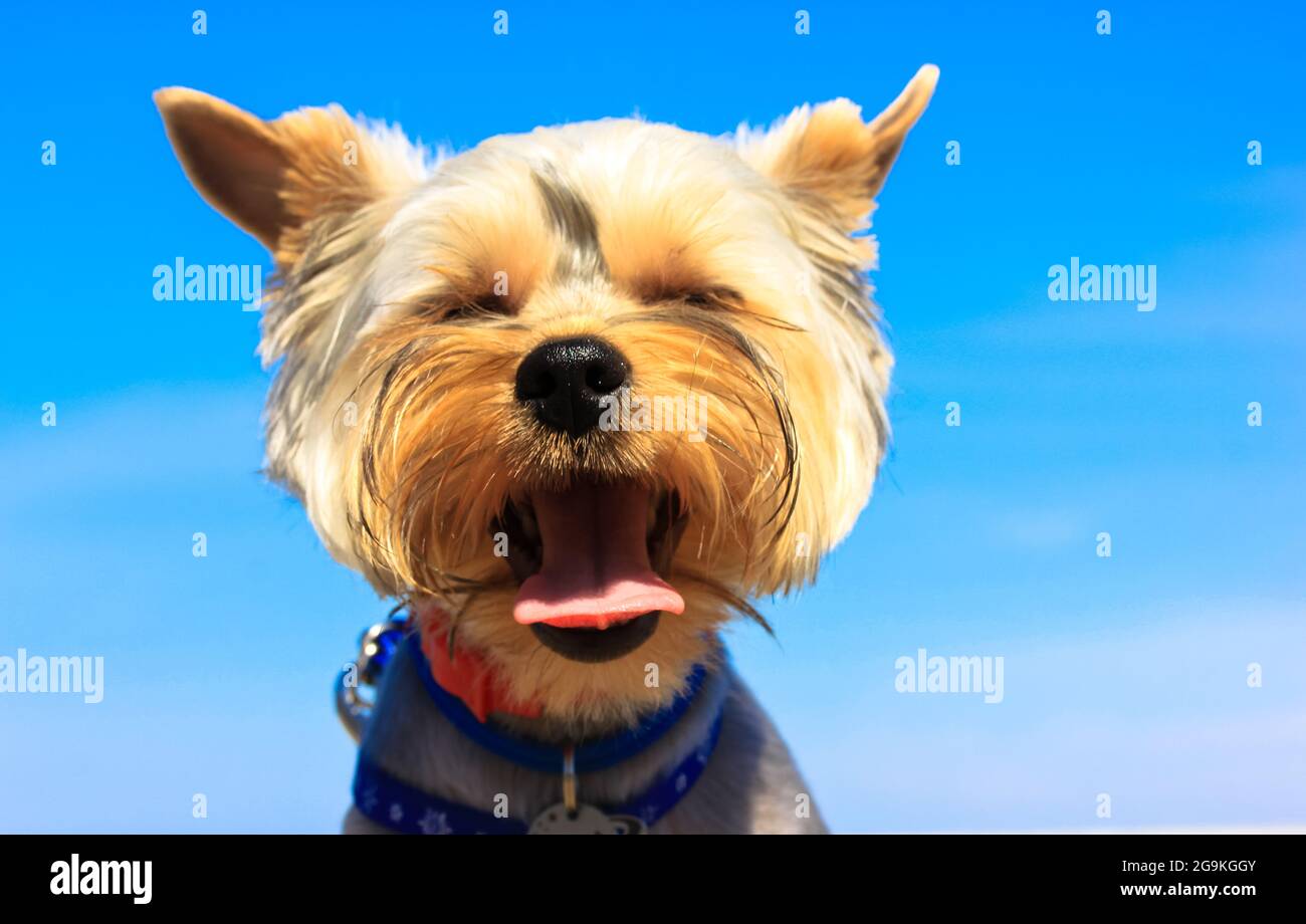 Why Do Yorkies Tongues Hang Out