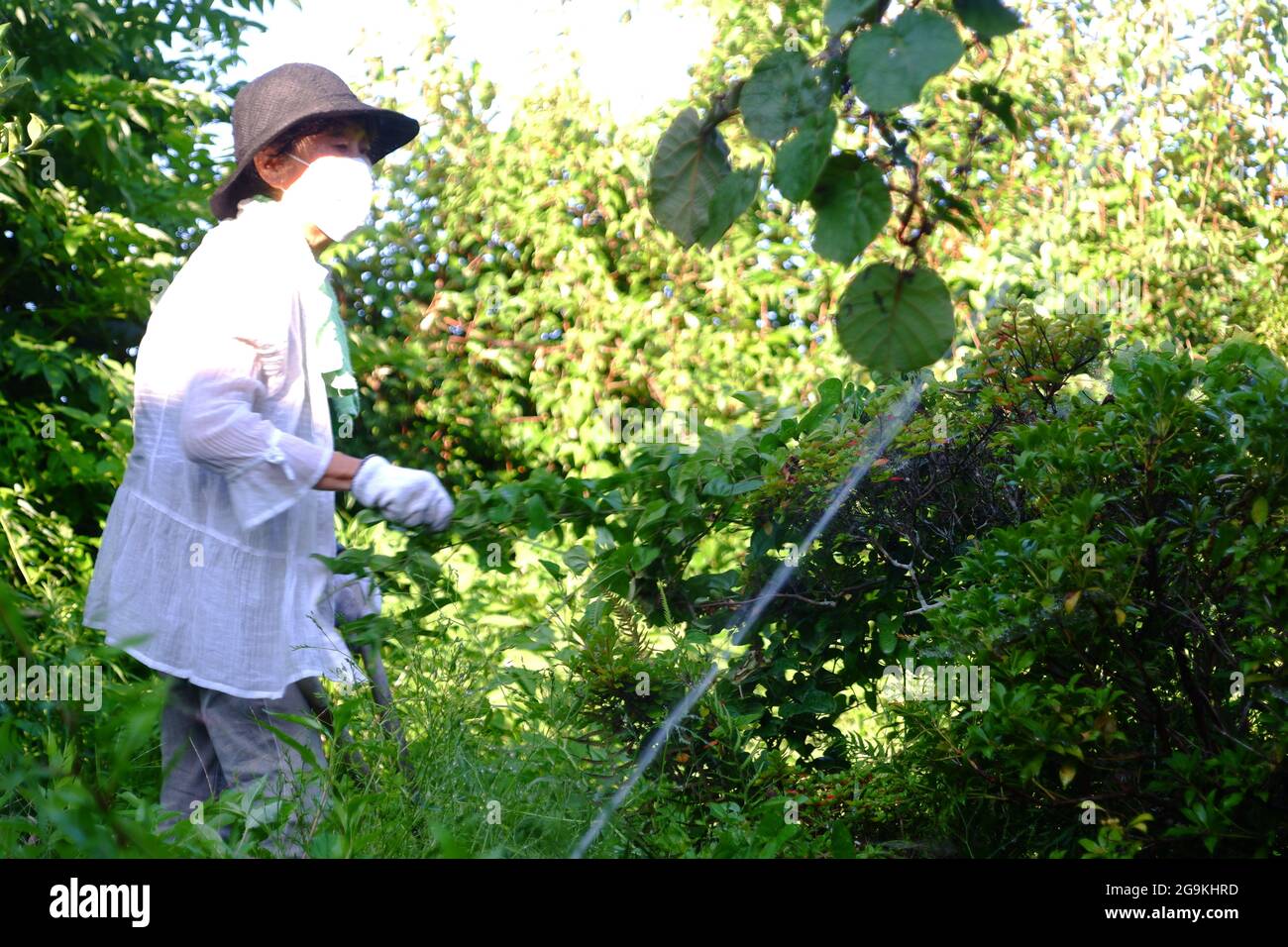 Old Japanese Woman Cutting Grass in Backyard - Summer, Late July - Mie, Japan Stock Photo