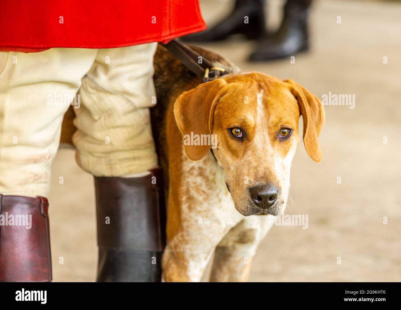 Close up of one lemon and white, Old English Foxhound facing forward and standing next to the Hunt master dressed in traditional clothes.  Space for c Stock Photo