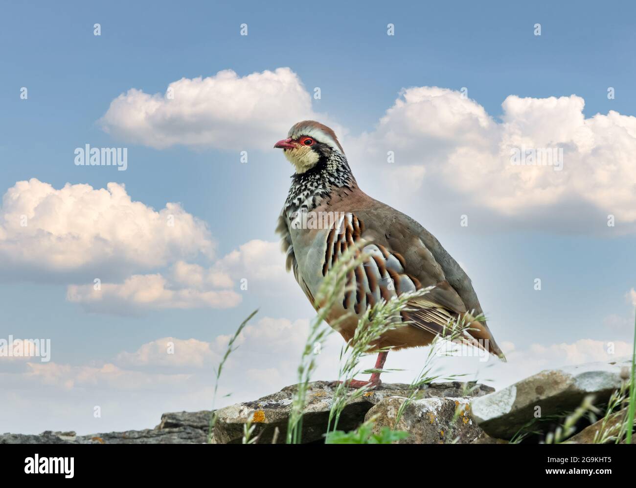 Close up of a Red-legged or French partridge standing on a drystone wall surrounded by grasses and facing left.  Scientific name: Alectoris rufa.  Bac Stock Photo