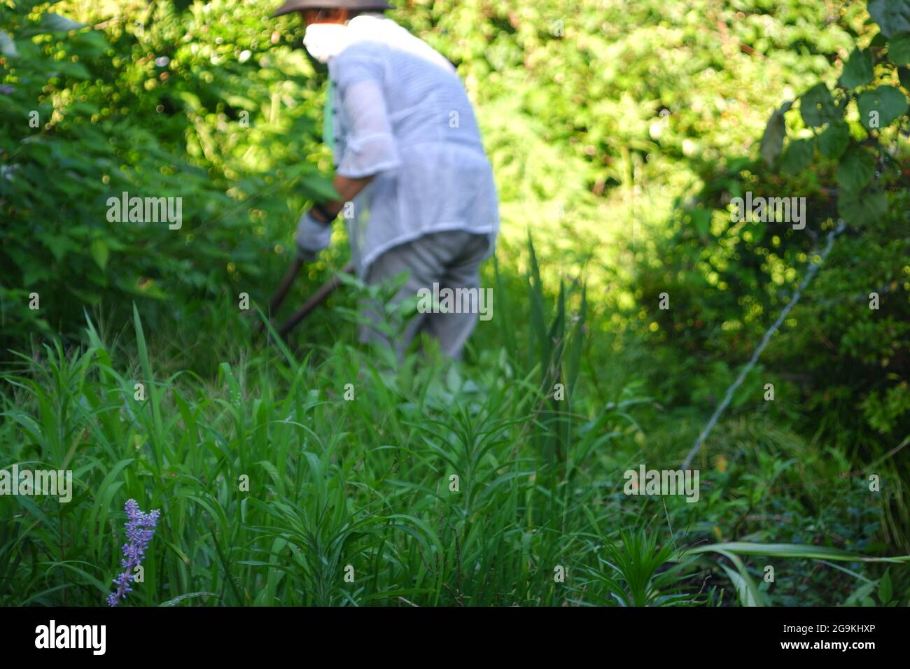 Old Japanese Woman Cutting Grass in Backyard - Summer, Late July - Mie, Japan Stock Photo