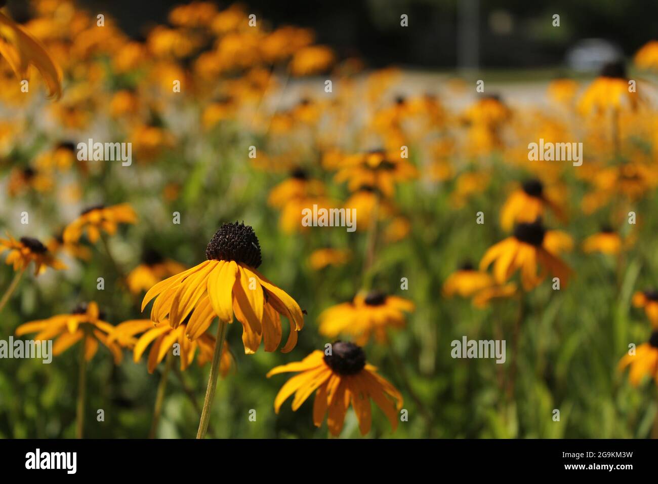 Wildflowers in bright sunlight Rudbeckia hirta Stock Photo