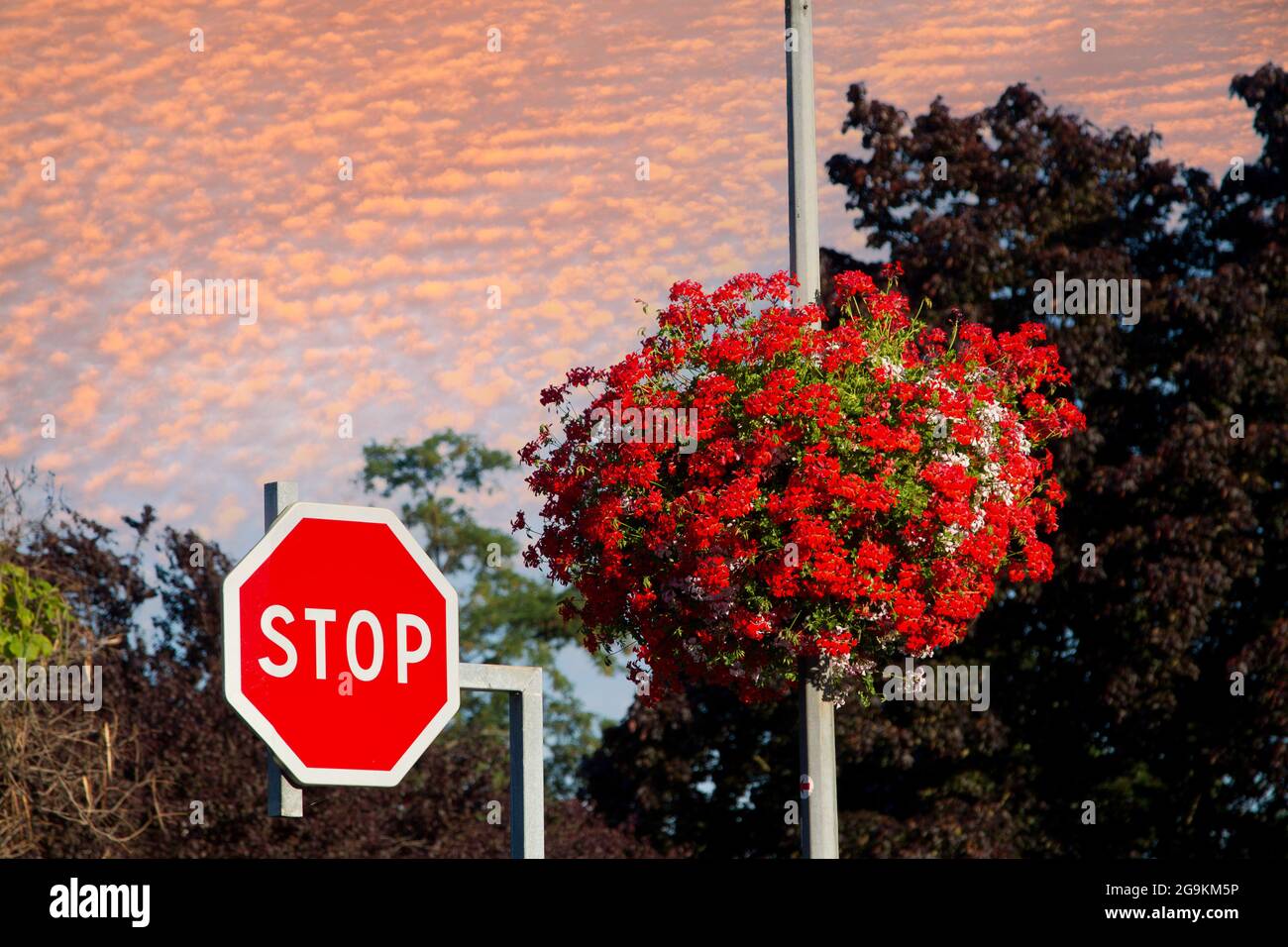 Flower and traffic signat in an alsacian villlage Stock Photo