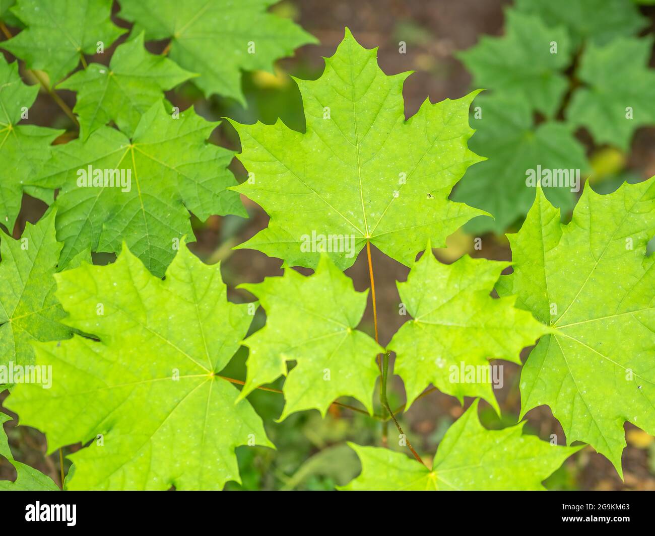 Spring Maple Tree Branch Spring branches of maple tree with fresh green leaves. Spring ...