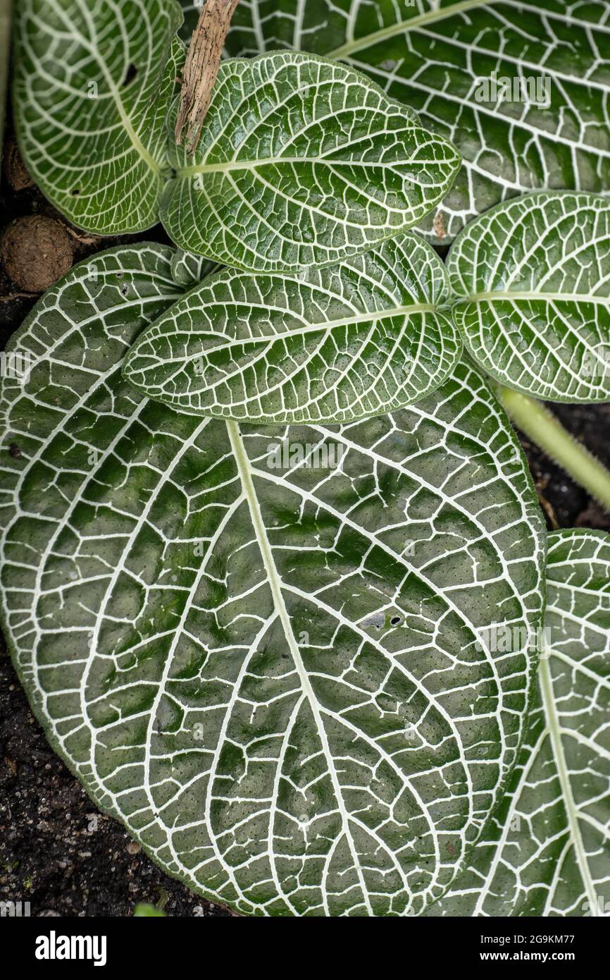 White Nerve Plant (Fittonia verschaffeltii argyroneura) evergreen perennial leaves, family: Acanthaceae Stock Photo