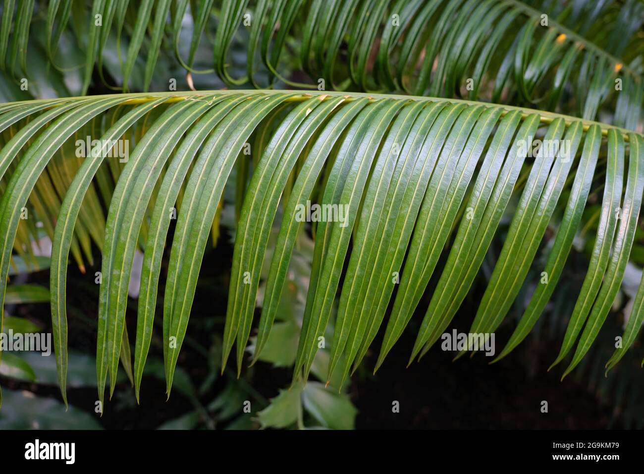 Cycas circinalis L. or Sago Palm, Queen sago, Fern Palm, Queen Sago Palm, family: Cycadaceae Stock Photo
