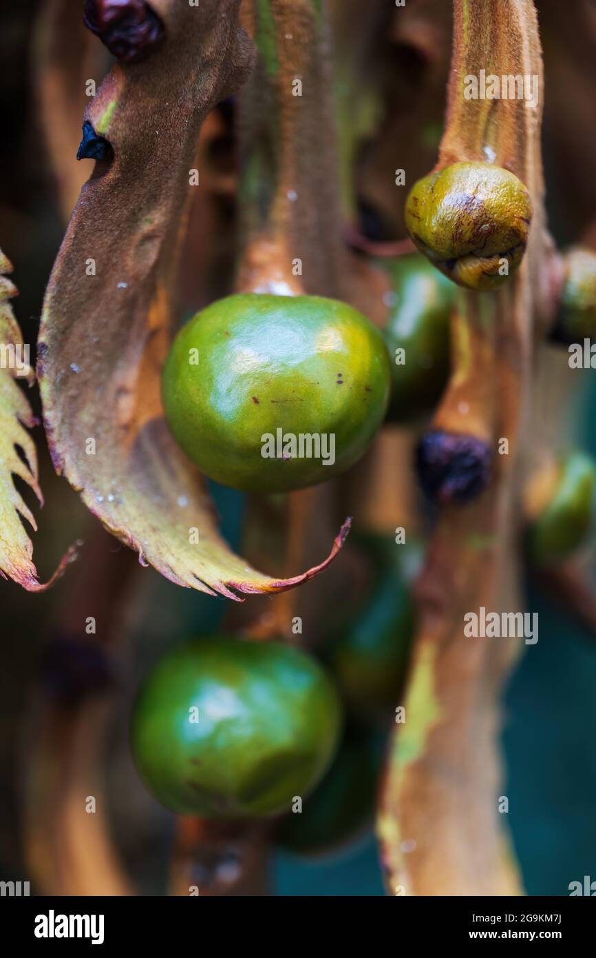 Seeds of Cycas circinalis L. or Sago Palm, Queen sago, Fern Palm, Queen Sago Palm, family: Cycadaceae Stock Photo