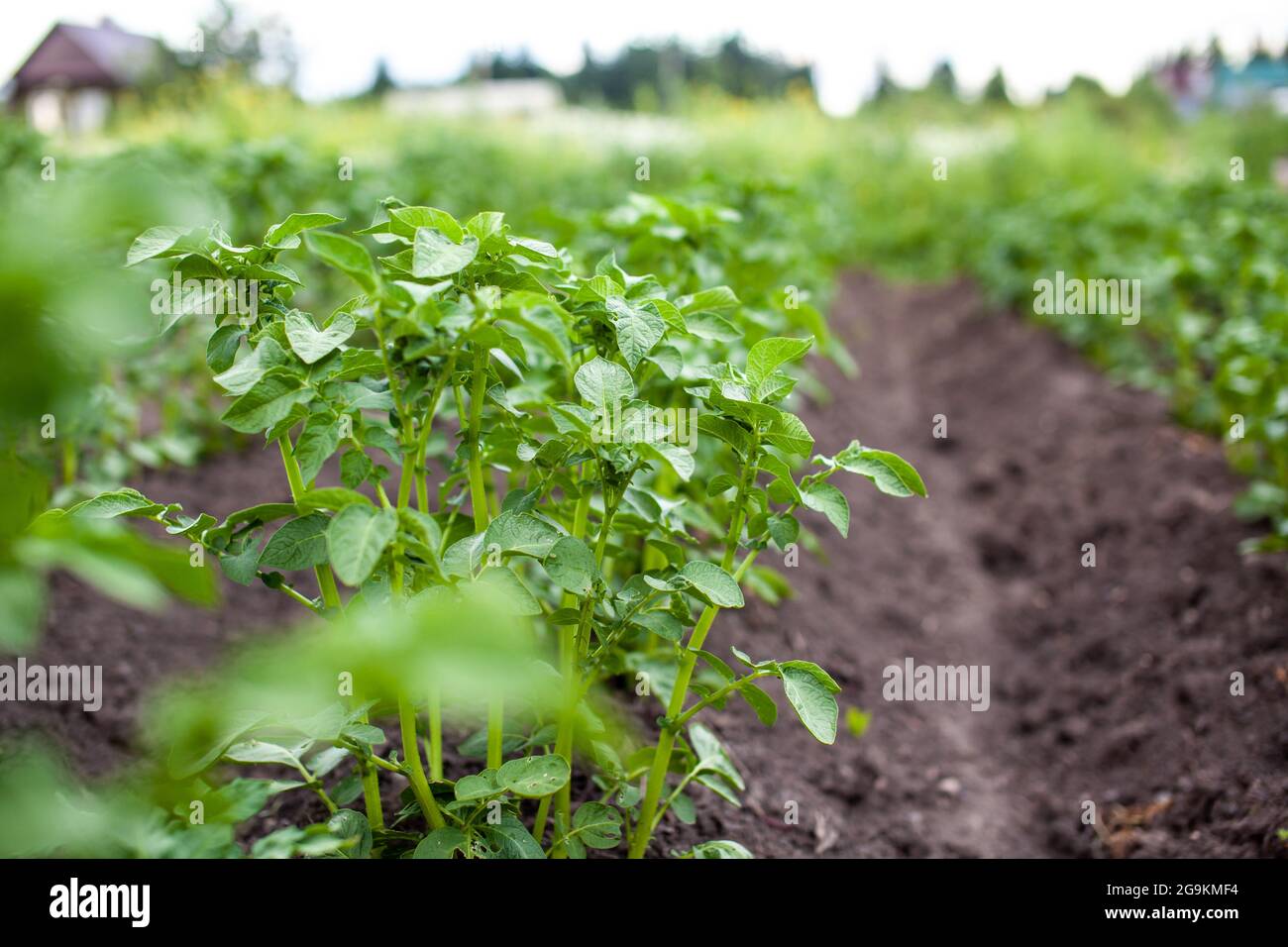 Rows of potatoes in the home garden. Preparation for harvesting. potato plants in rows on a kitchengarden farm springtime with sunshine. Green field o Stock Photo