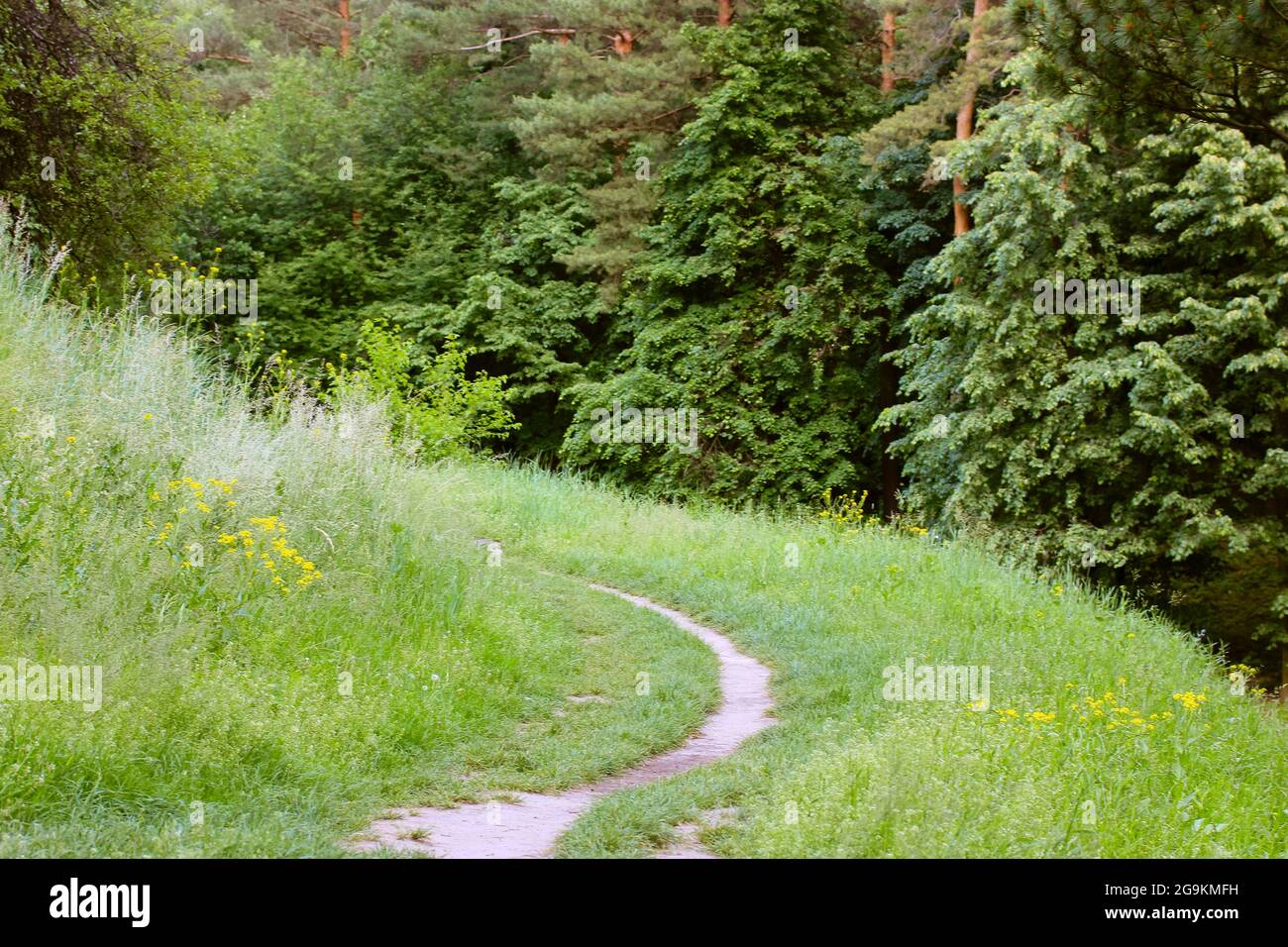 A woodland track, forest road. A winding path leading into a mixed pine ...