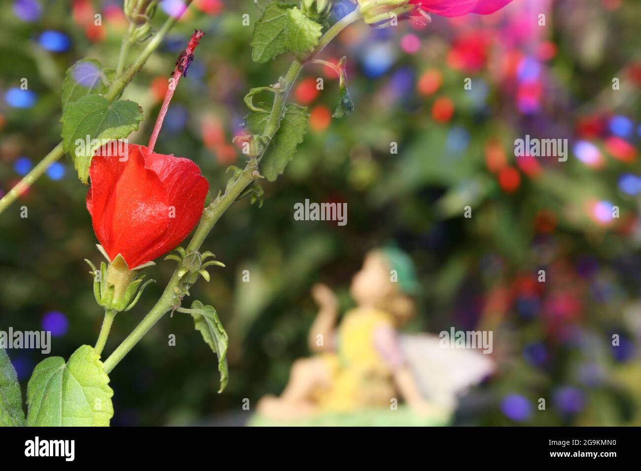 Turk's Cap Flower With Fairy in backgeound Shallow DOF Stock Photo