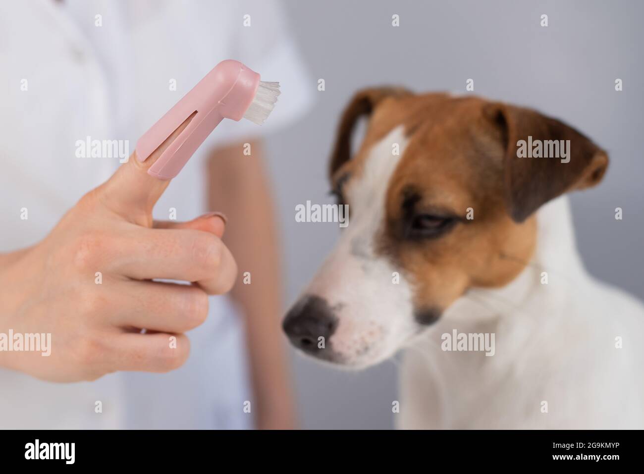 Woman veterinarian brushes the teeth of the dog jack russell terrier with a special brush