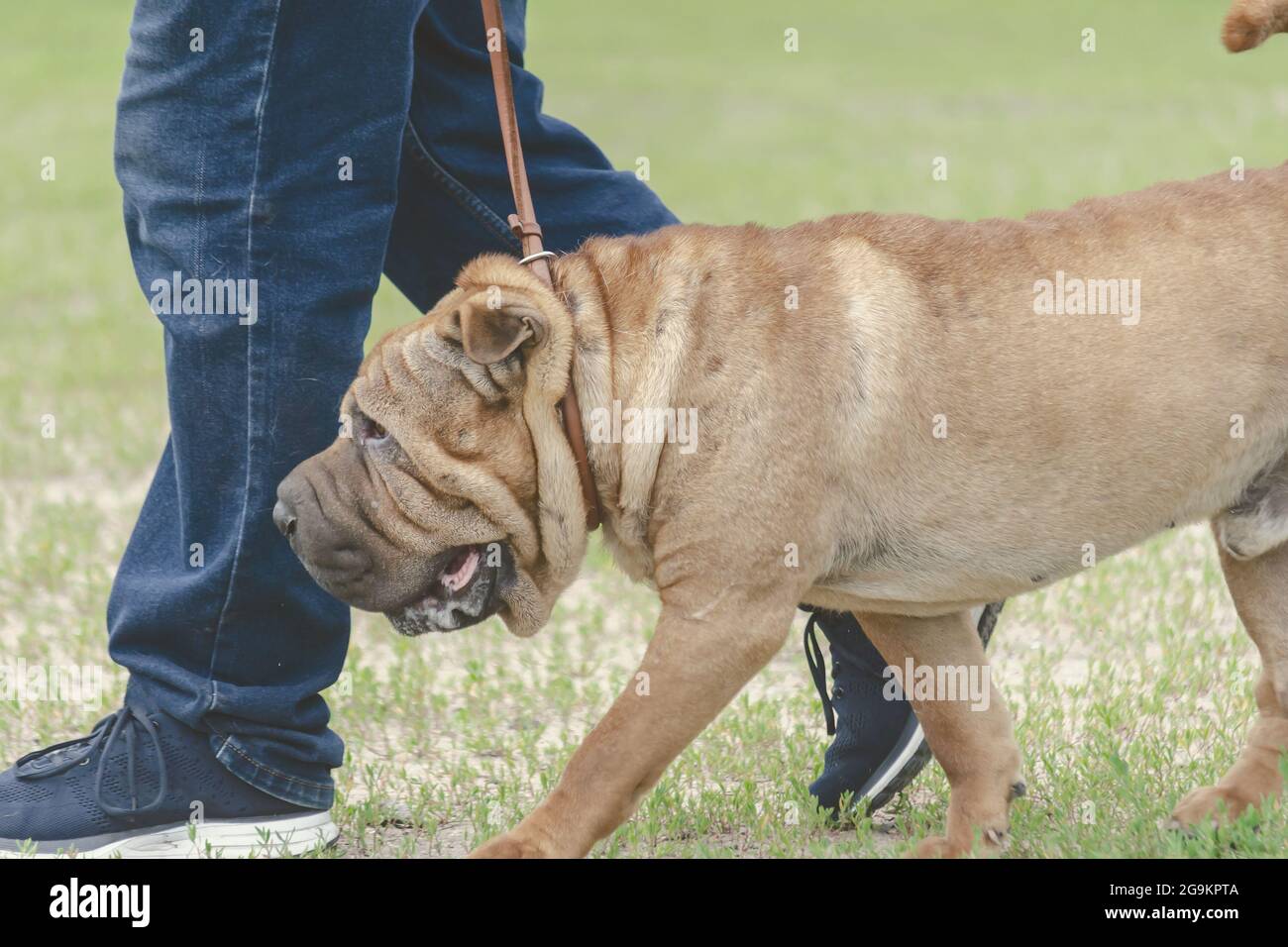 The owner walks through the green grass with his pet on a leash. Modern meat-mouth Chinese Shar-Pei. Lifestyle. Side view. Stock Photo