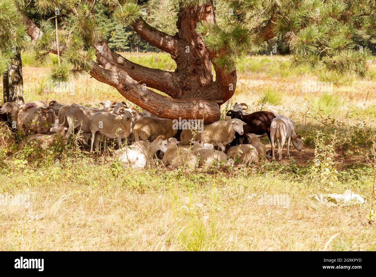 Billy goats and sheep under a tree in the shade Stock Photo