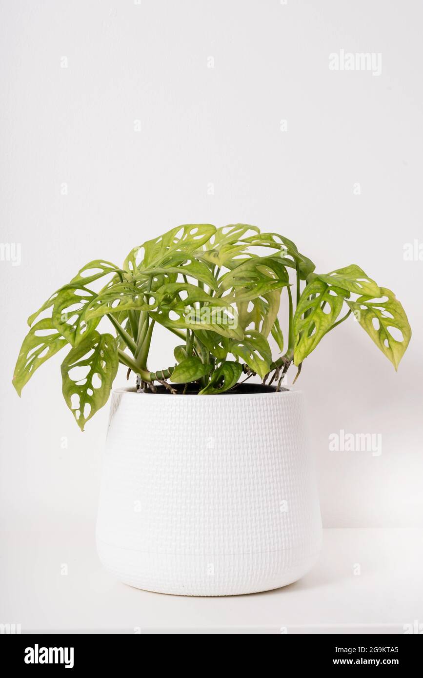 plant in white plastic pot isolated Stock Photo