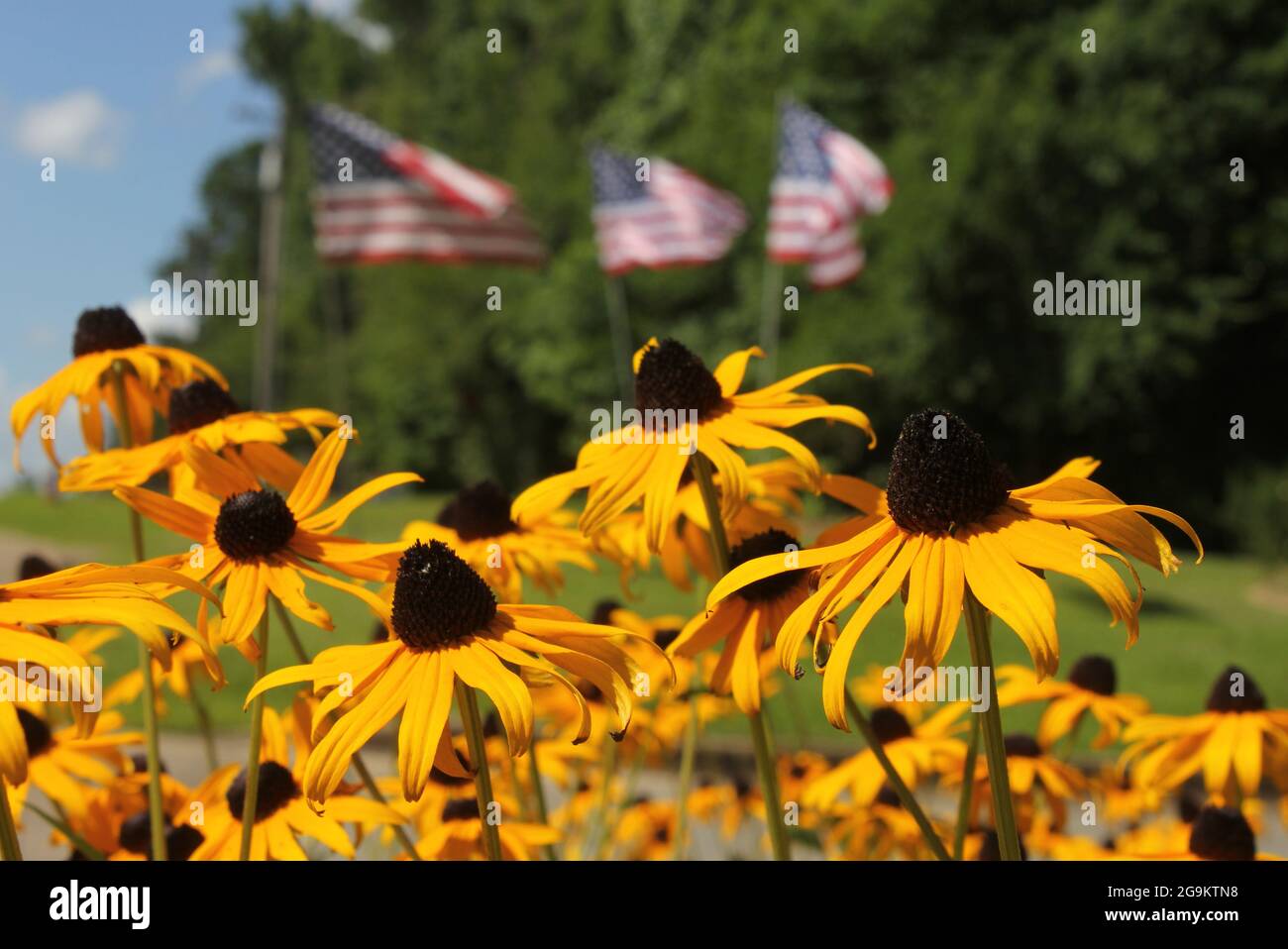 Yellow Wildflowers and American Flags, Shallow DOF Stock Photo