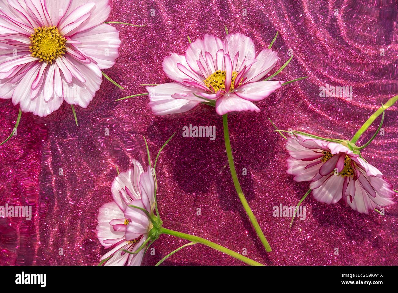 Flower Paper Floral design Branch Drawing rama computer Wallpaper magenta  religion png  PNGWing
