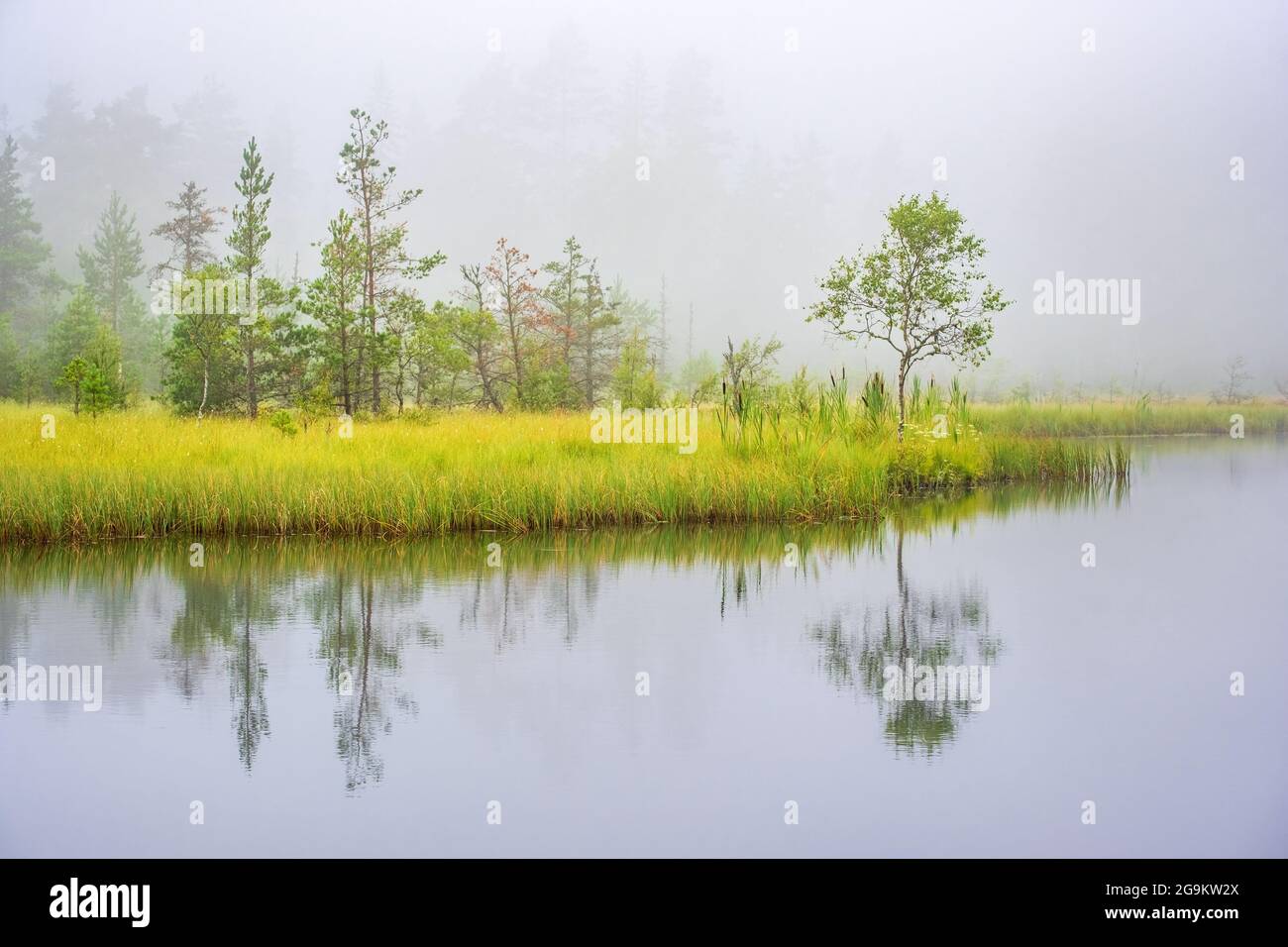 Misty morning at a lake in a woodland with water reflections Stock ...