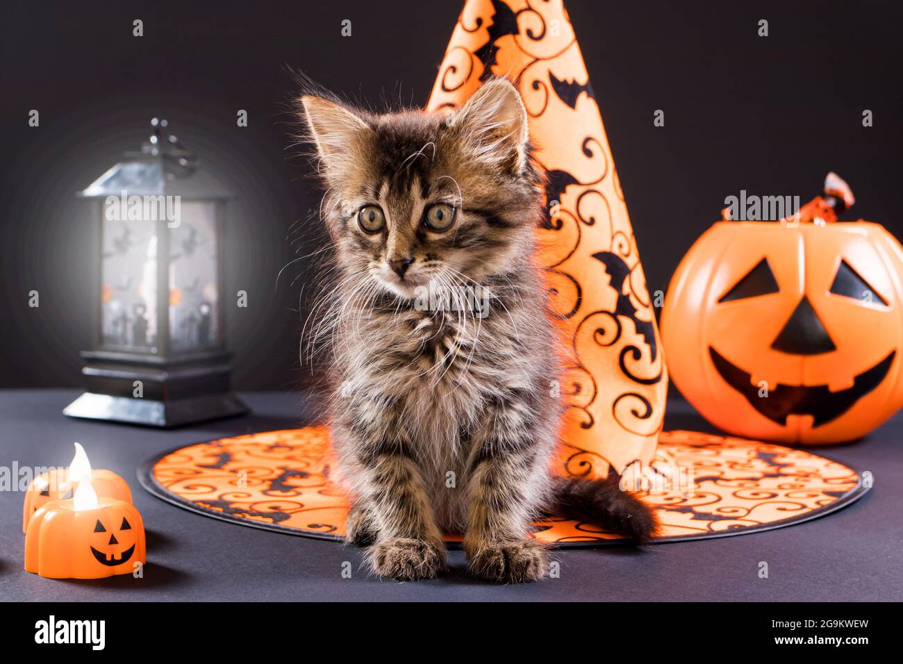 Fluffy striped cat near a witch's hat, pumpkin and lantern on a black  background. Halloween animals Stock Photo - Alamy, image size:1300x956