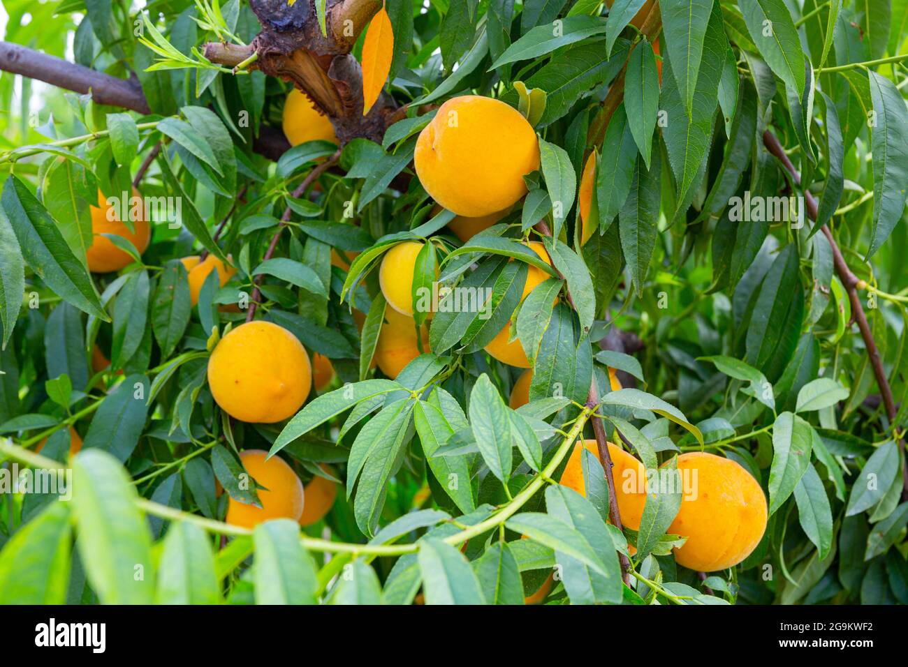 Ripe yellow peaches on branch in the garden Stock Photo - Alamy