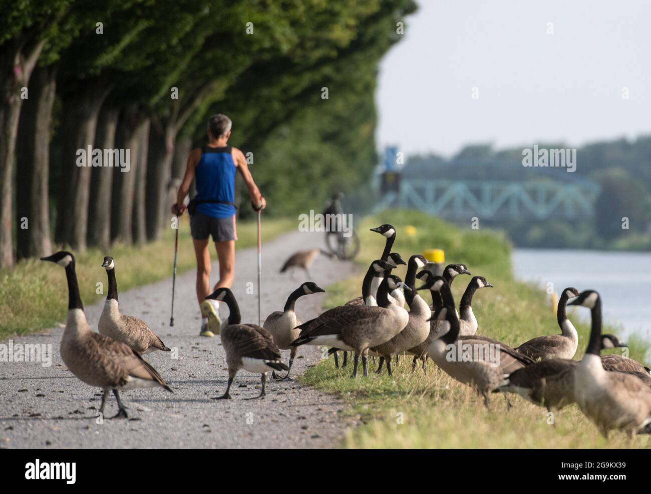 Dortmund, Germany. 27th July, 2021. Canada geese crossing a footpath at the  Dortmund-Ems canal. Credit: Bernd Thissen/dpa/Alamy Live News Stock Photo -  Alamy