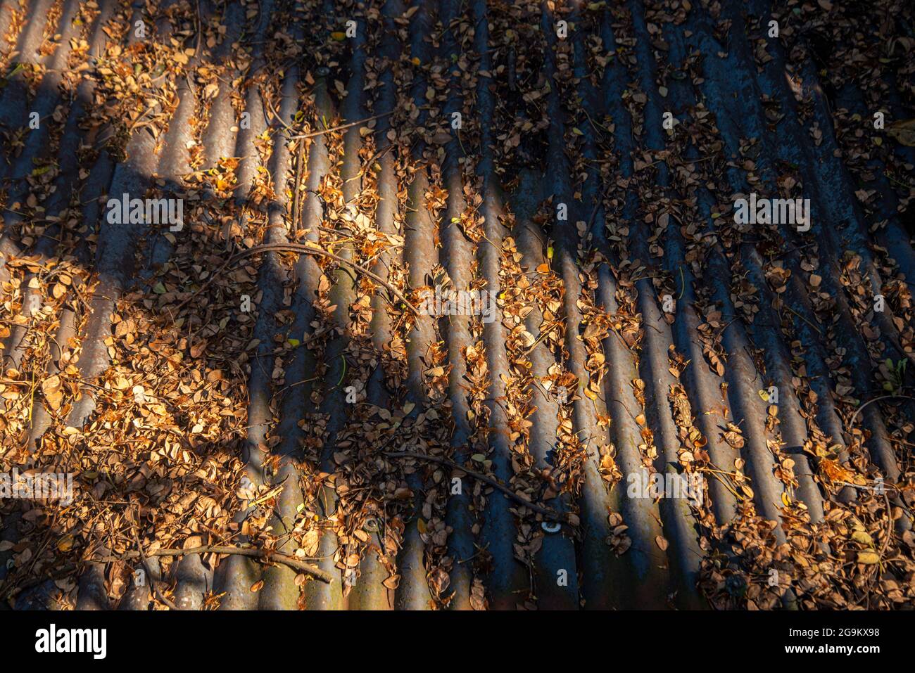 Tree leaves. Khulna,Bangladesh. Stock Photo