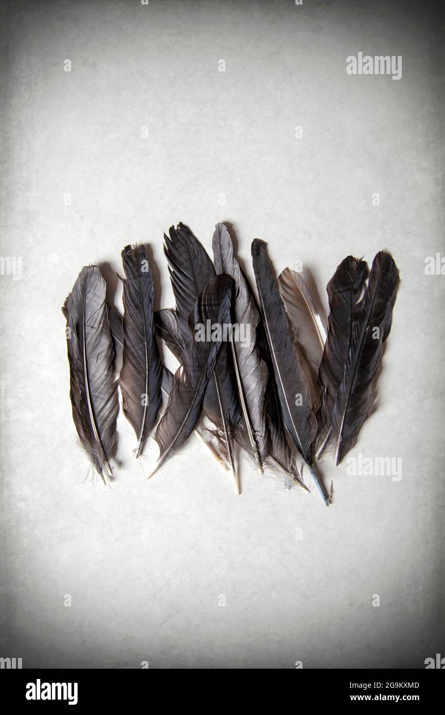 Black Feathers Aligned in Group Stock Photo