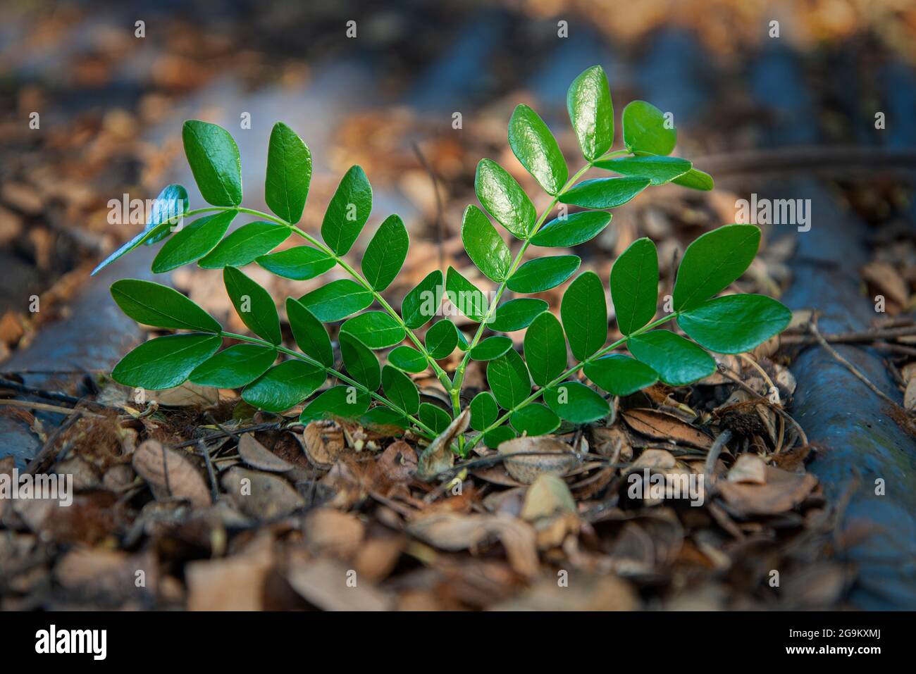 Tree leaves. Khulna,Bangladesh. Stock Photo