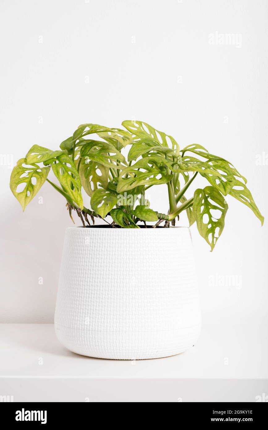 Minimal white square frame mock up with a plant in pot Stock Photo