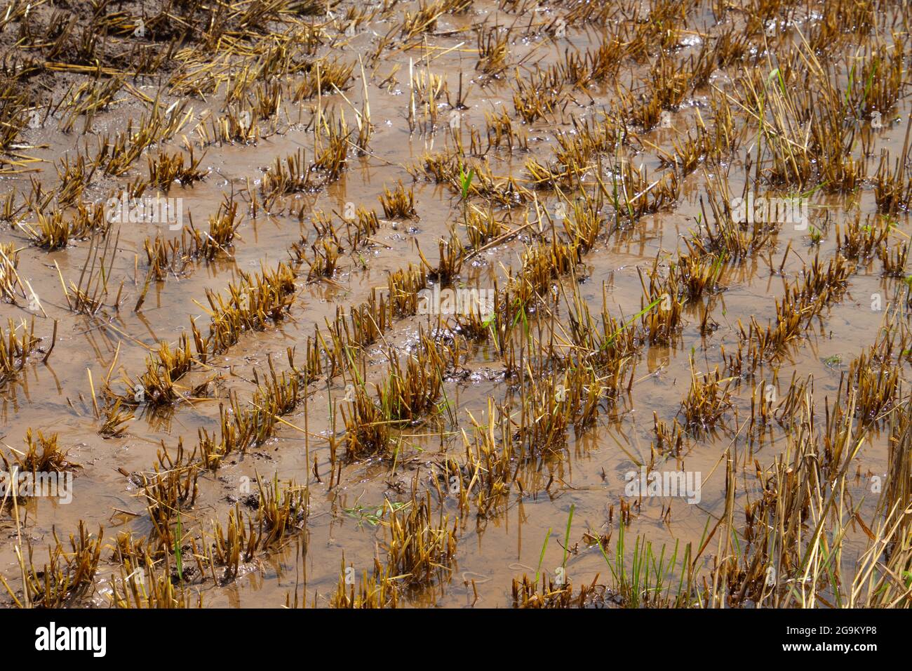 Harvested wheat field flooded after heavy rain in summer Stock Photo