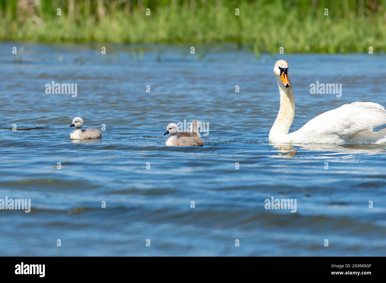 Swan and her babies swimming on the lake Stock Photo - Alamy