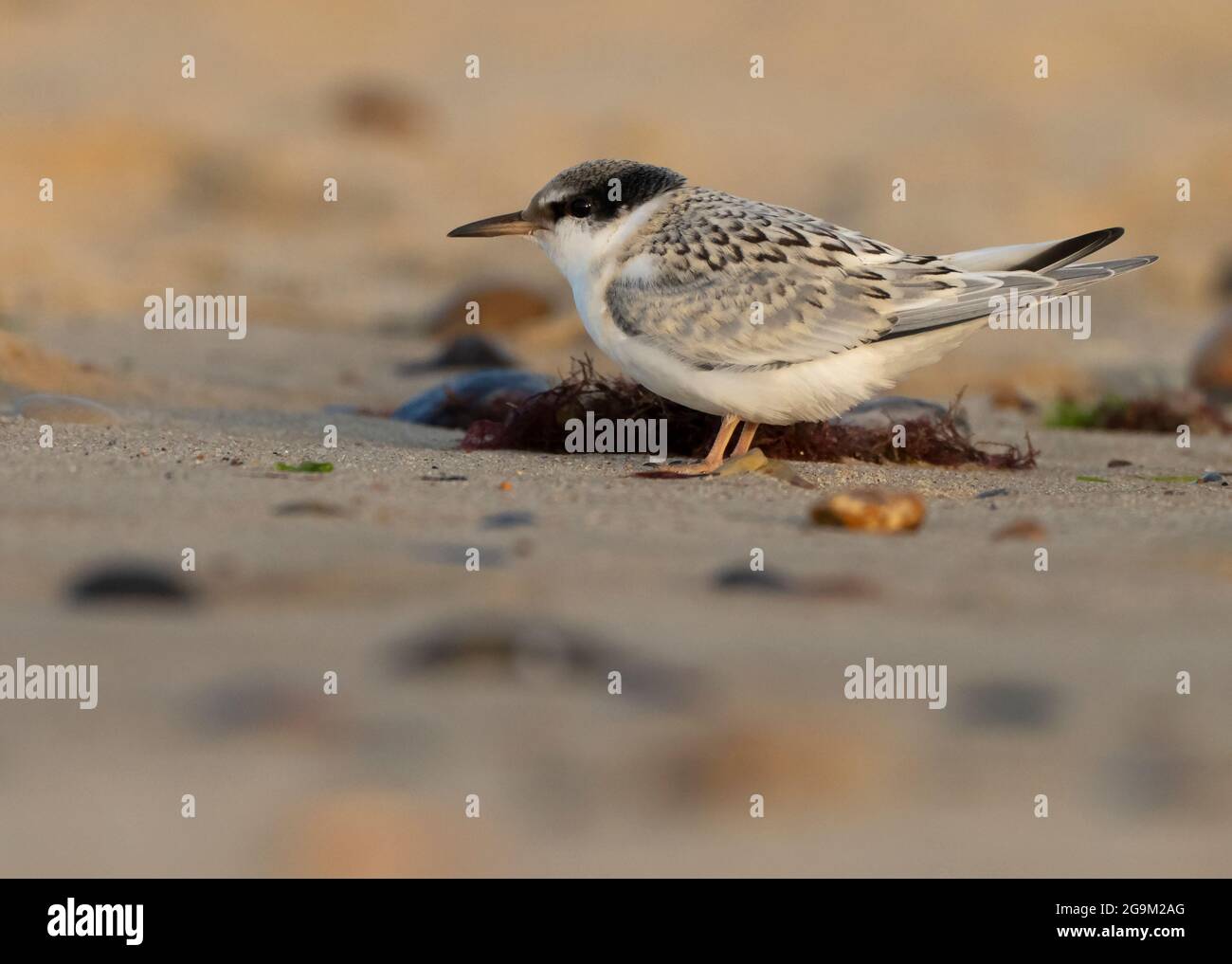 Impact of Canine Disturbance on Nesting Sites Impact of Canine Disturbance on Nesting Sites