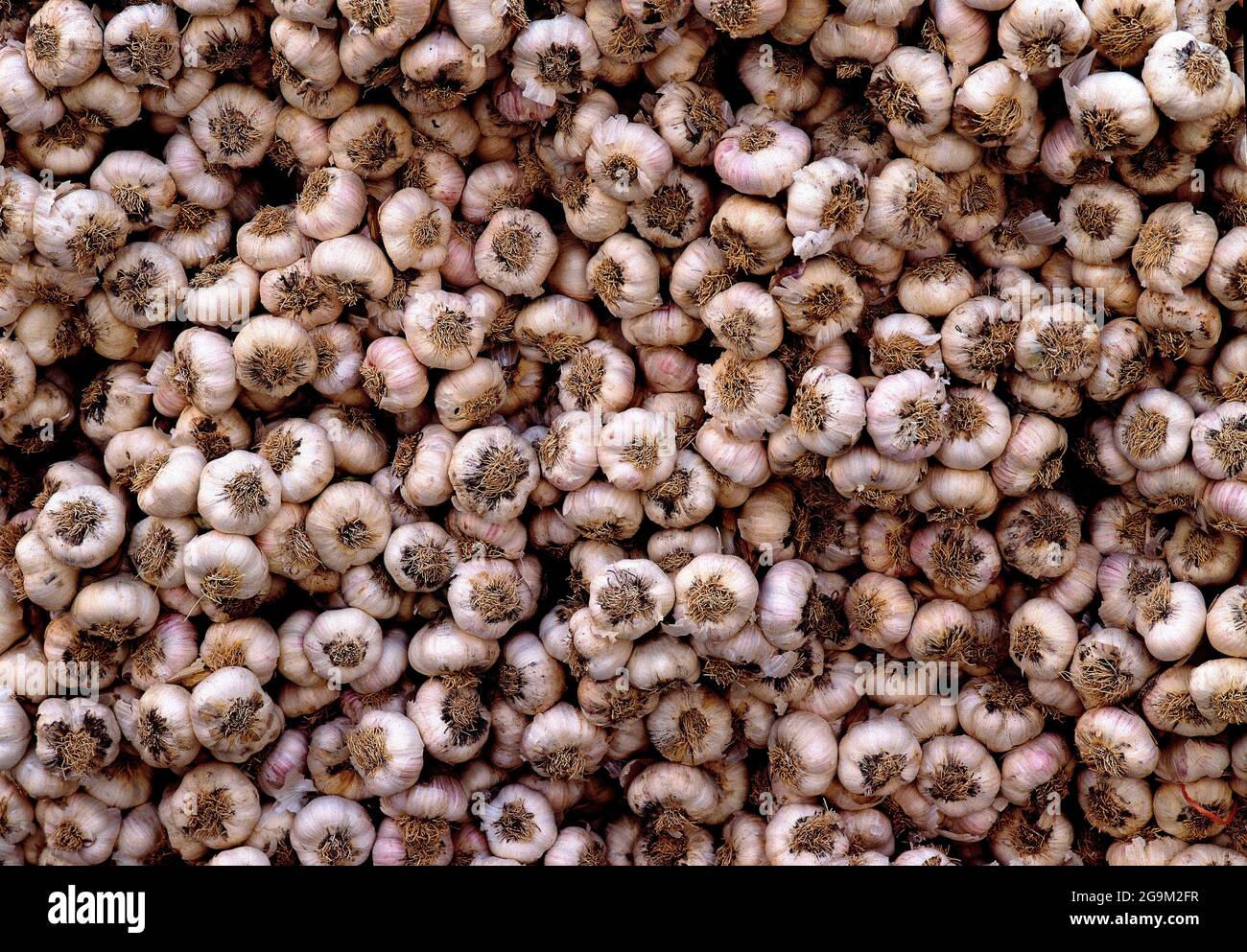 Cabezas de ajo hires stock photography and images Alamy