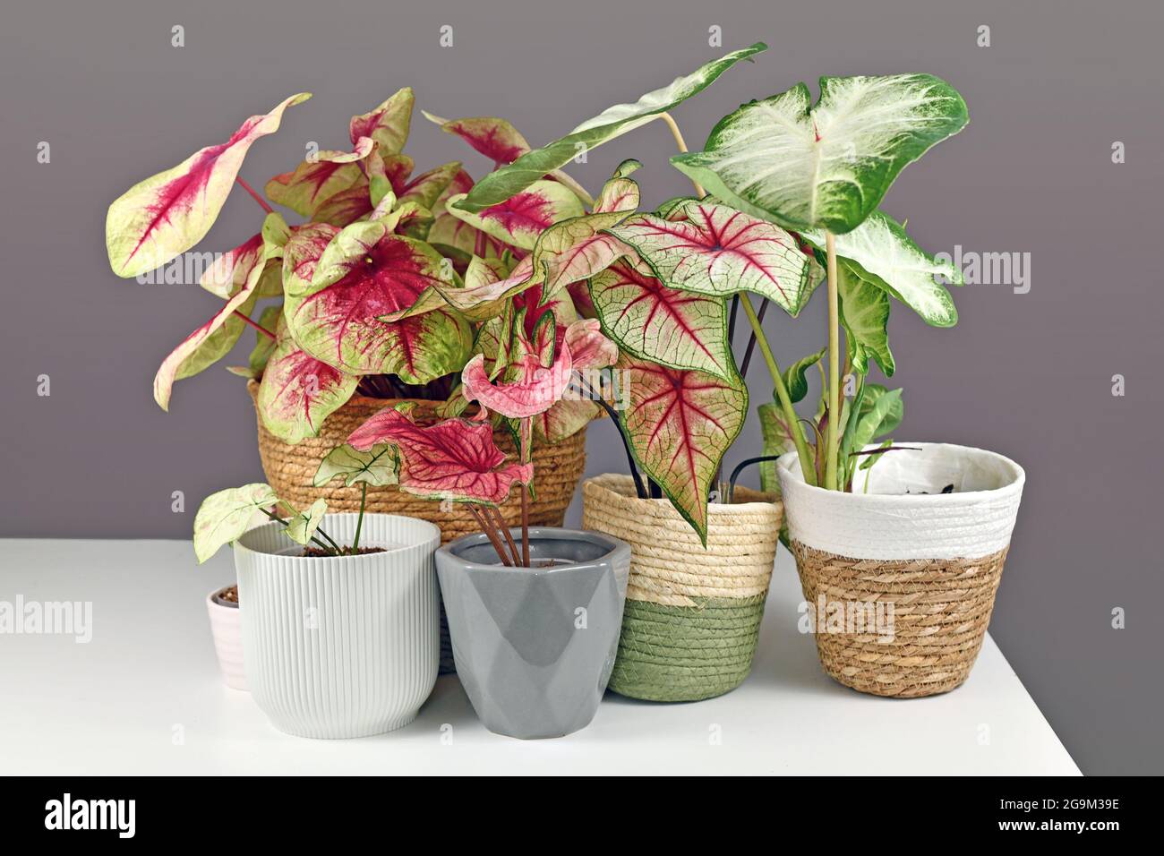 Colorful exotic Caladium plants in flower pots on white table Stock Photo