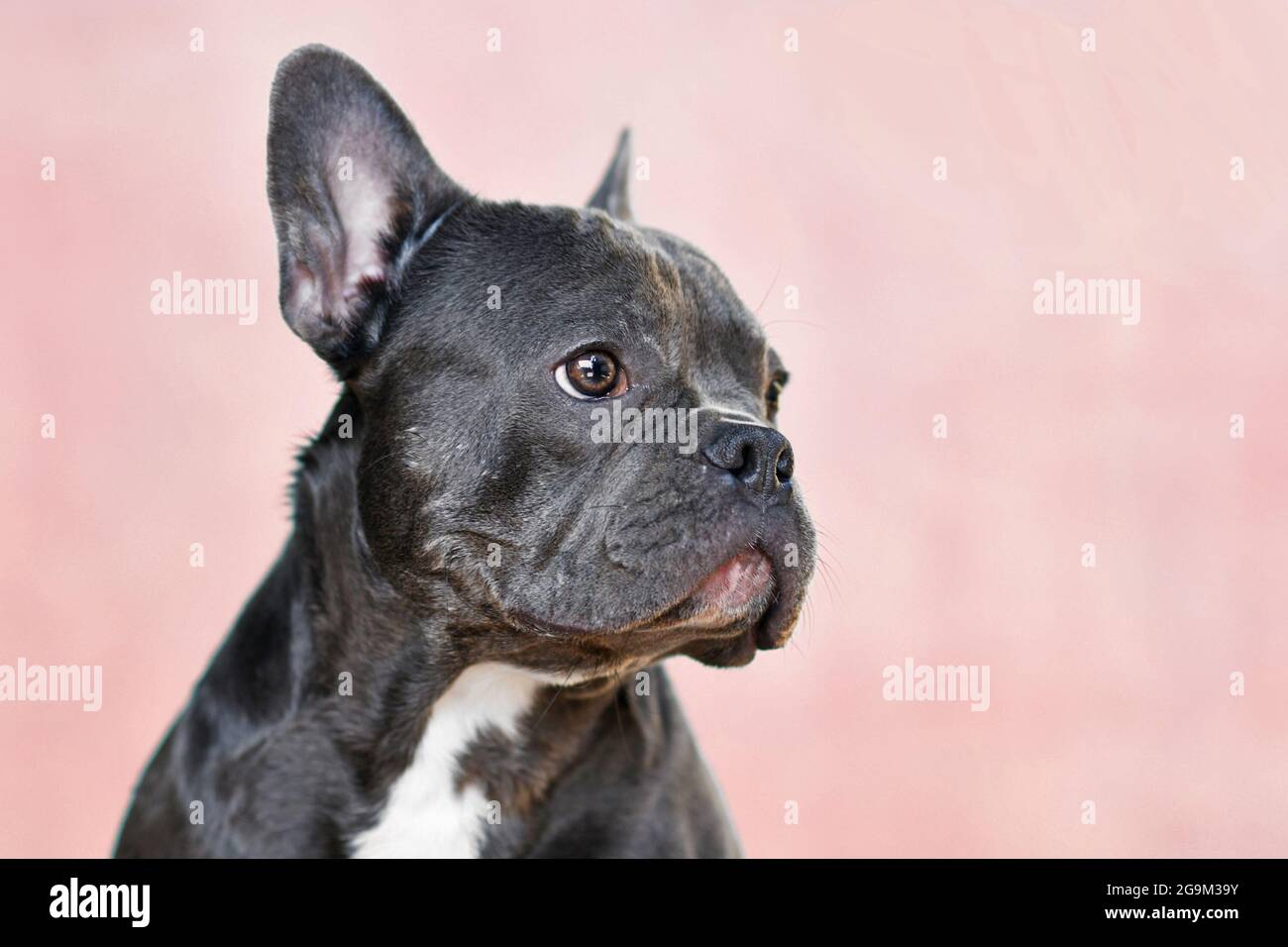 Portrait of black French Bulldog dog with long nose in front of pink ...
