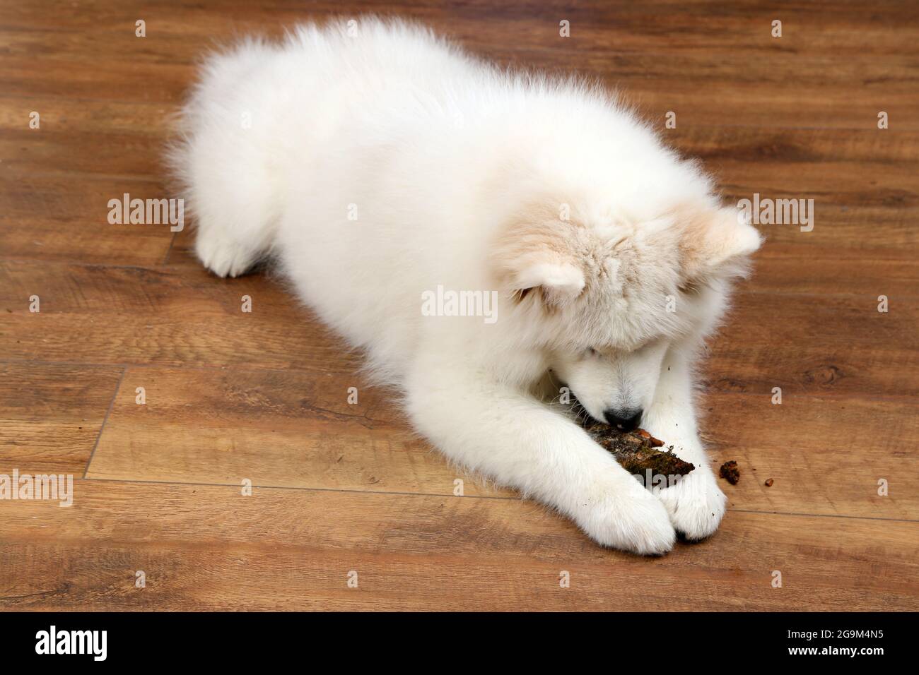 Cute Samoyed dog chewing firewood on wooden floor background Stock
