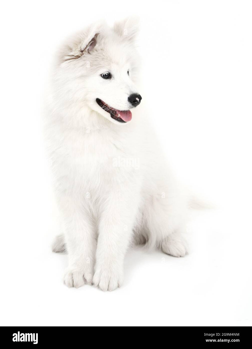 Are Samoyed Dogs Friendly