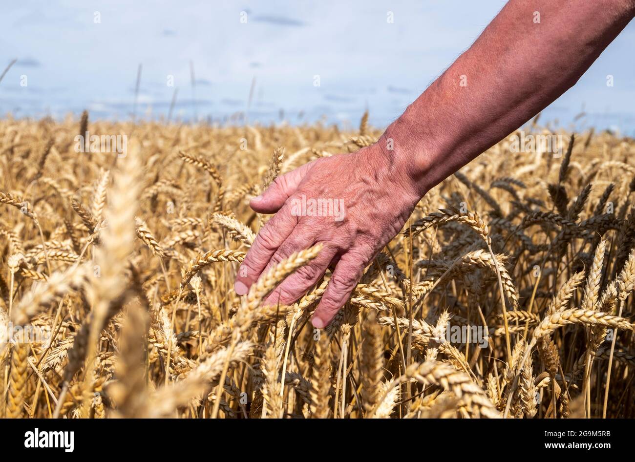 Man on a farm field is touching ears of ripe cereals Stock Photo