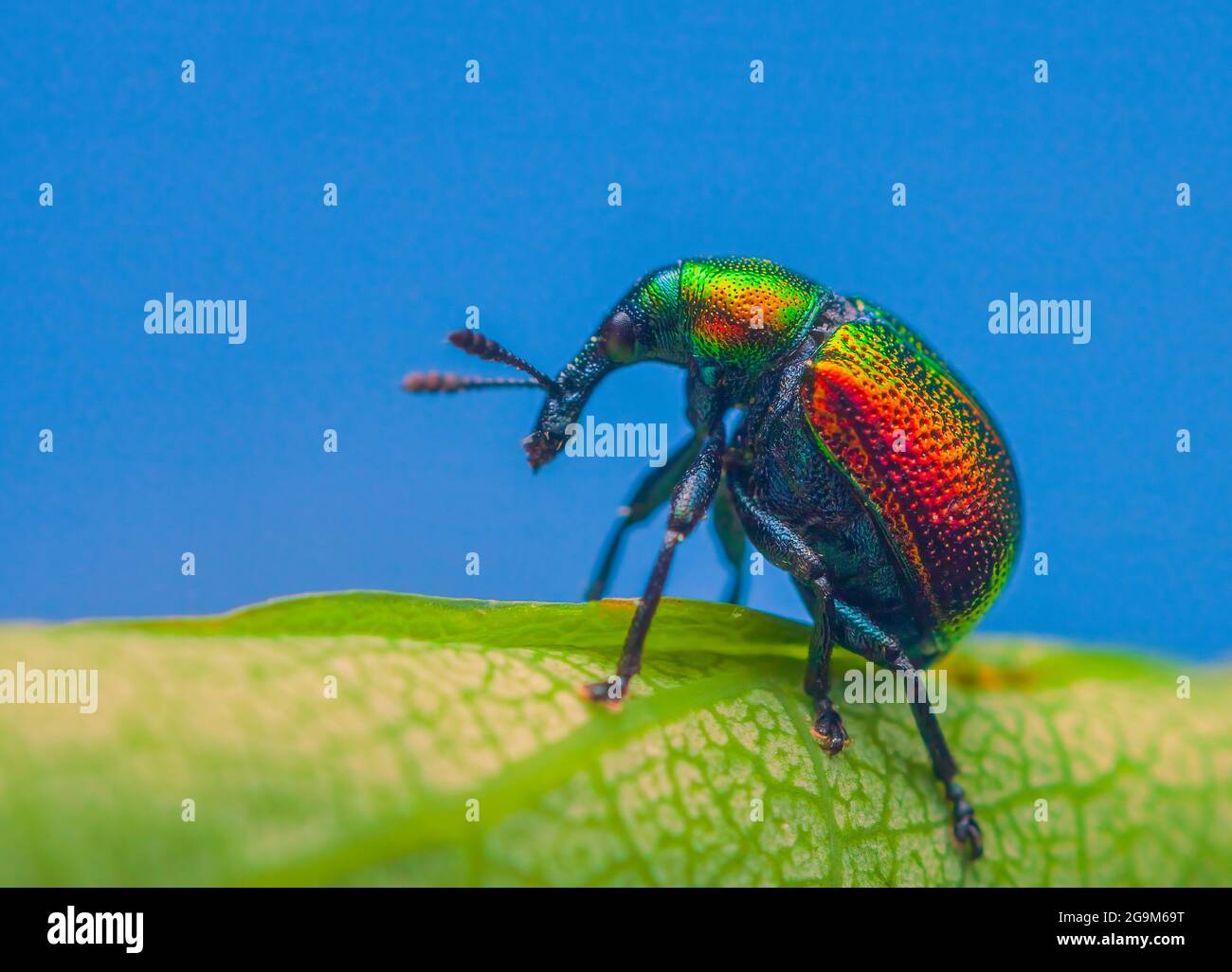 Leaf rolling weevil, Byctiscus betulae beetle on a leaf in an unusual pose, shiny colorful beetle Stock Photo