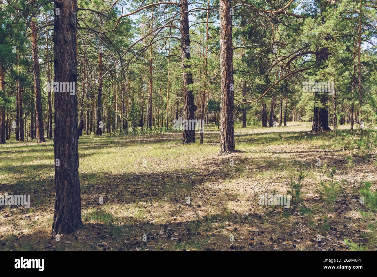 sunlight in spruce tree forest with pinecones lying on the ground Stock Photo