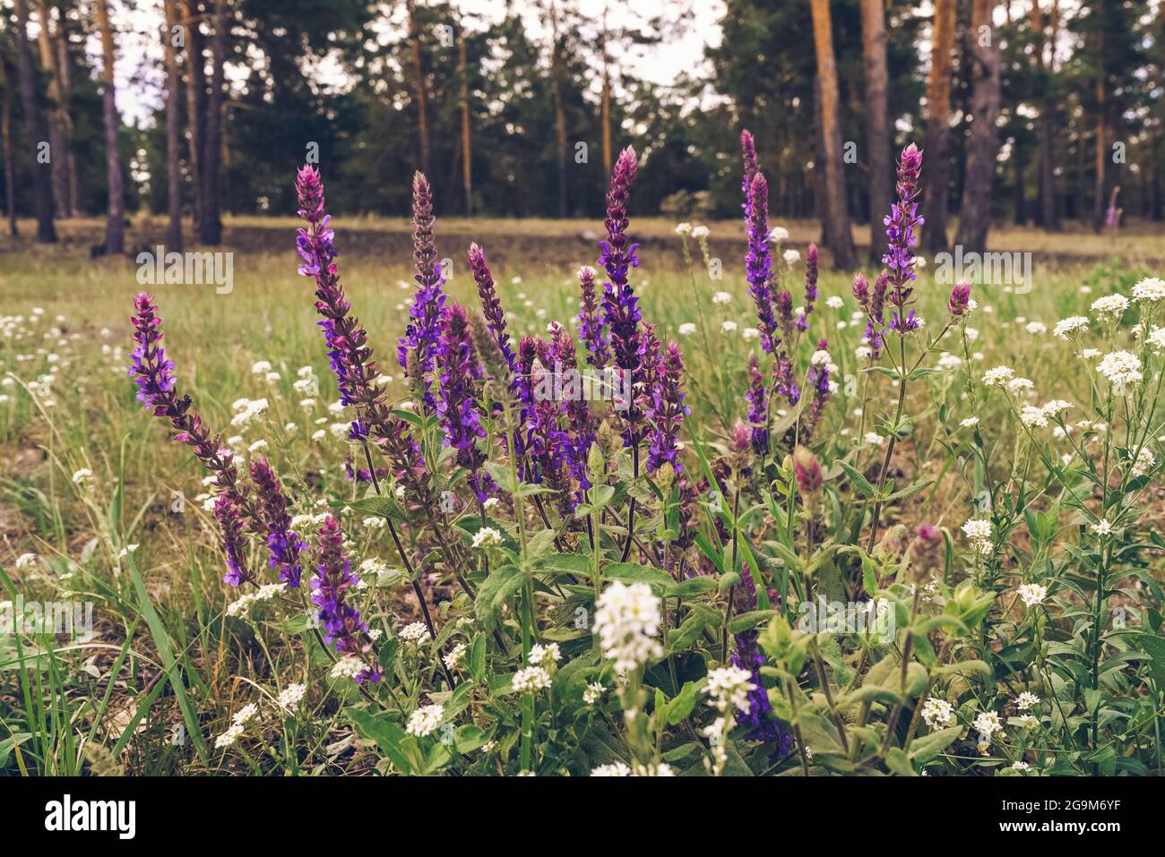 Hoary alyssum hi-res stock photography and images - Alamy