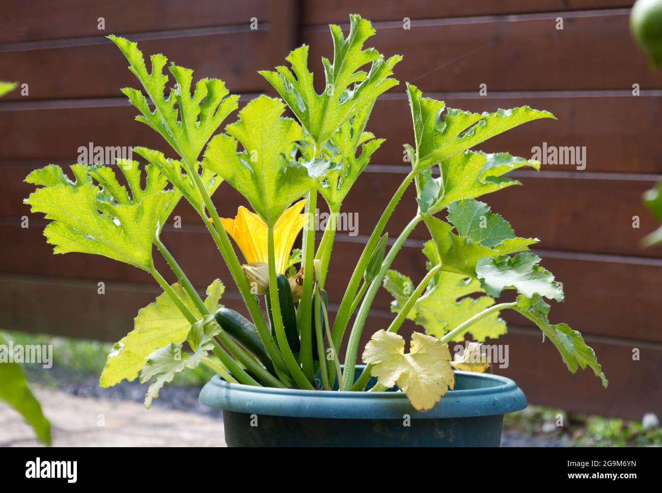 Courgette or zucchini plant with fruit Stock Photo
