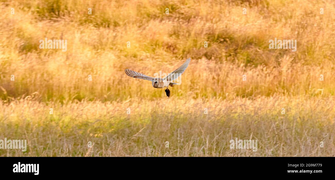 Barn Owl flying at Dusk in North Yorkshire, with its catch dangling underneath Stock Photo