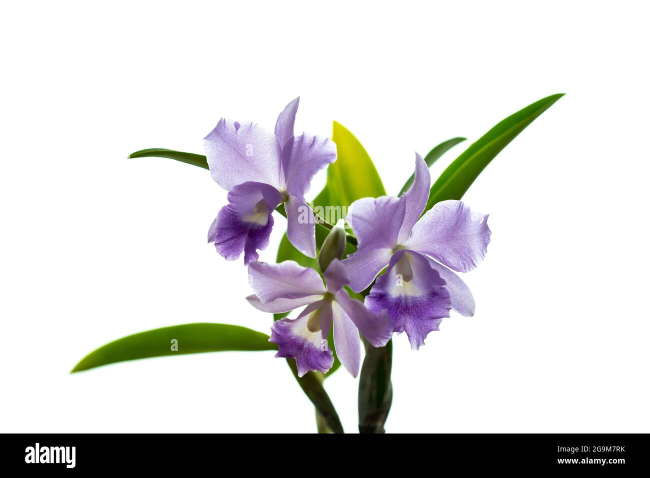 Purple blooming cattleya jenmanii flowers isolated on a white background Stock Photo