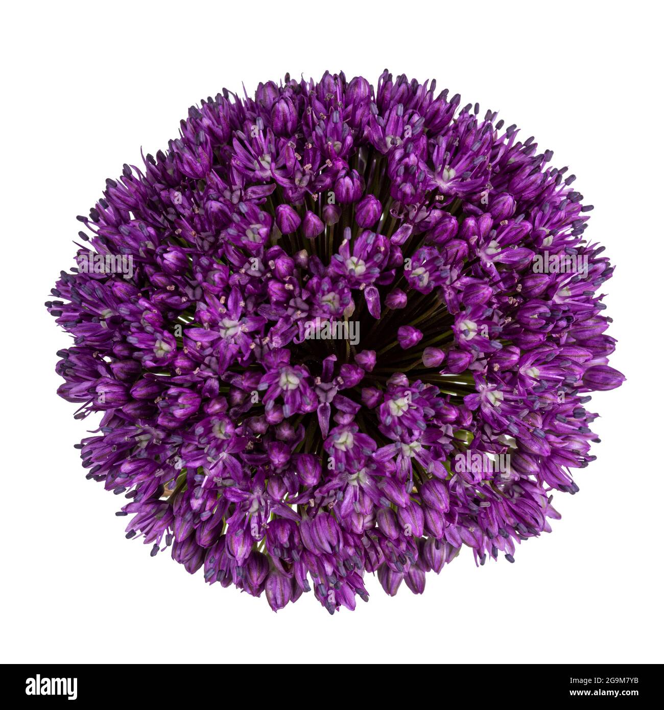 Top view of purple Giant onion flower aka Allium giganteum Stock Photo