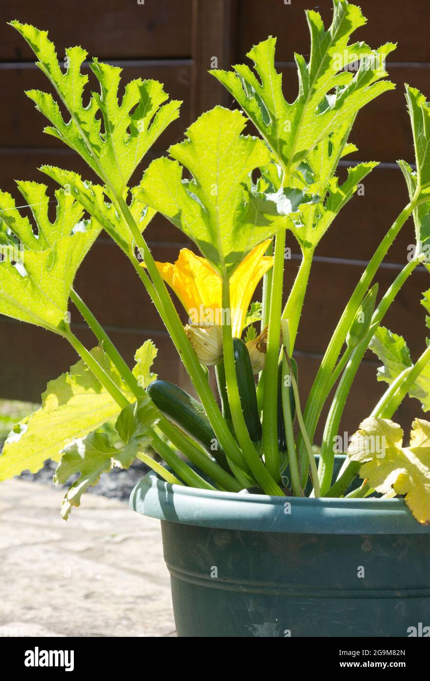 Courgette or zucchini plant with fruit Stock Photo