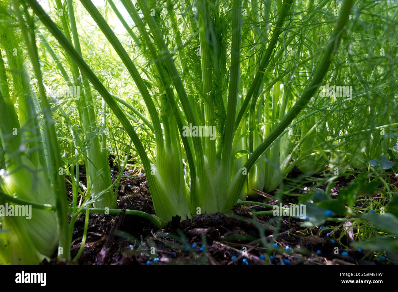 Young florence fennel plants hires stock photography and images Alamy
