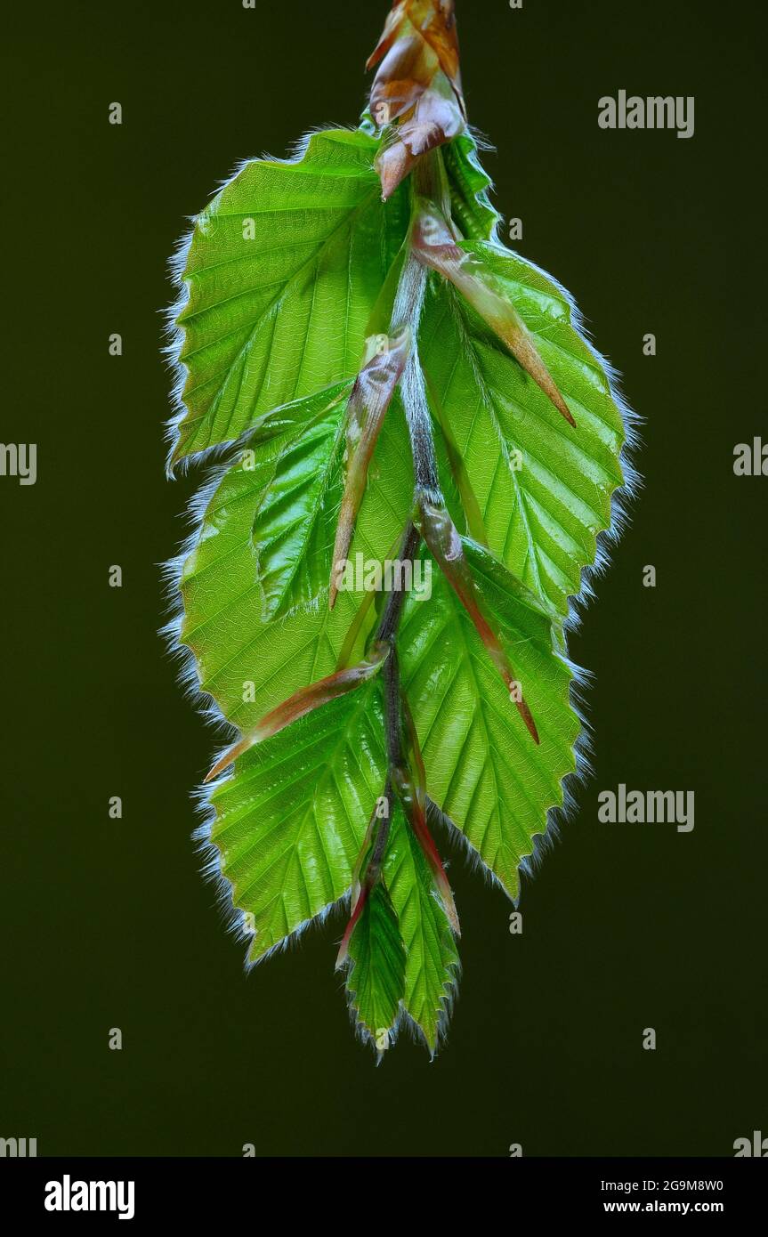 Fresh foliage on beech tree in spring Stock Photo - Alamy