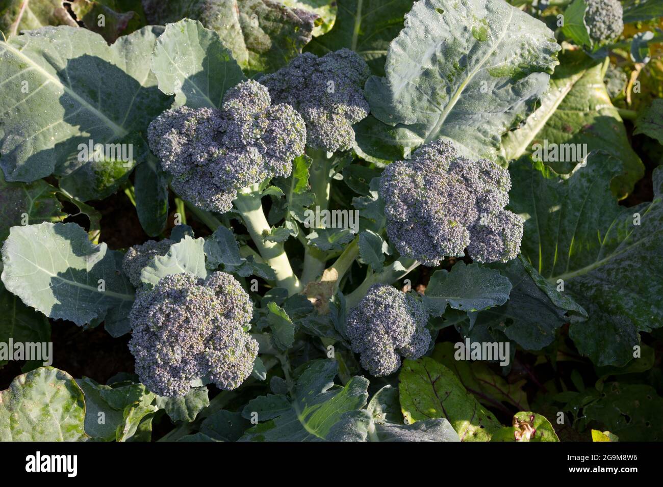 Broccoli plant sprouting Stock Photo