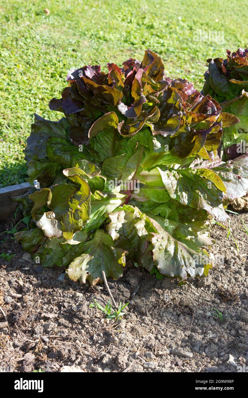 Batavia lettuce running to seed Stock Photo